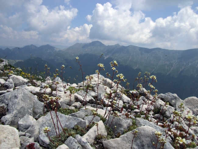 Saxifraga paniculata / Sassifraga alpina